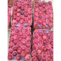 export fresh red delicious apple fruit fresh apple fruit for sale